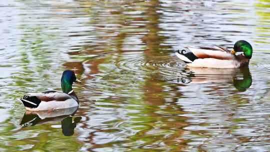 春天湖面觅食的绿头鸭鸭子