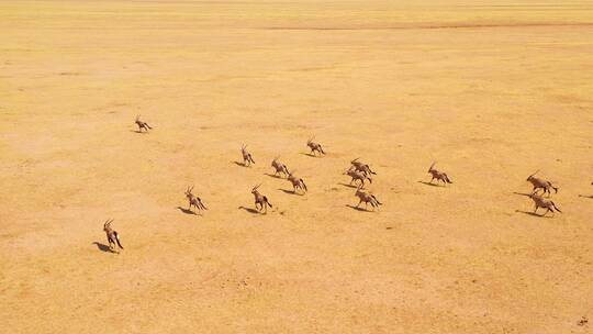 在纳米比亚沙漠奔跑的羚羊群