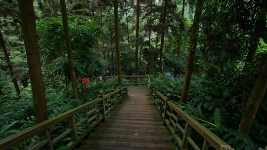 热带雨林原始森林丛林树林松树松柏砂仁种植