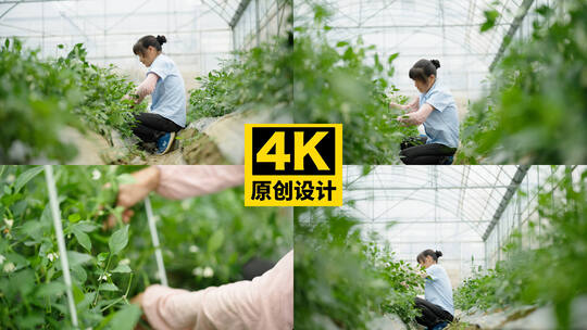 大棚内女性在采摘植物的劳作画面 709高清在线视频素材下载