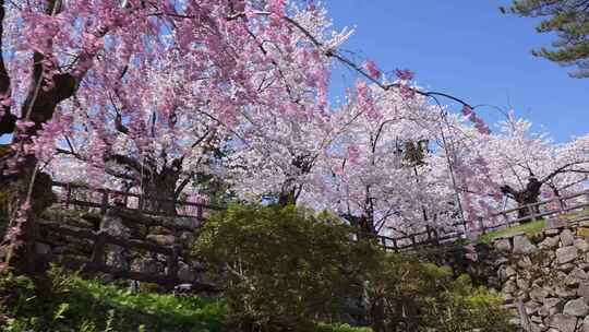 治愈蓝天粉色白色樱花日本晚樱实拍视频素材模板下载