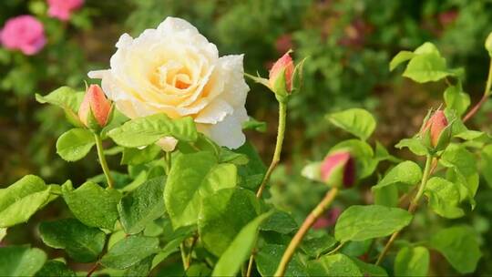 花园里的浅黄色的月季花