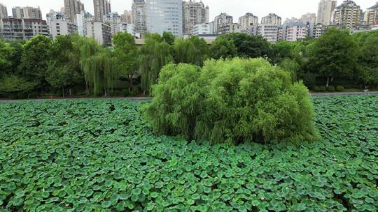 航拍绿色植物荷花荷叶视频素材模板下载