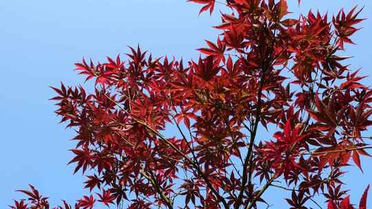 红色枫叶在阳光下的色彩美丽动人