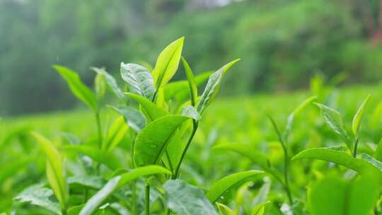 茶园茶叶茶茶山绿茶农业茶海采茶茶文化