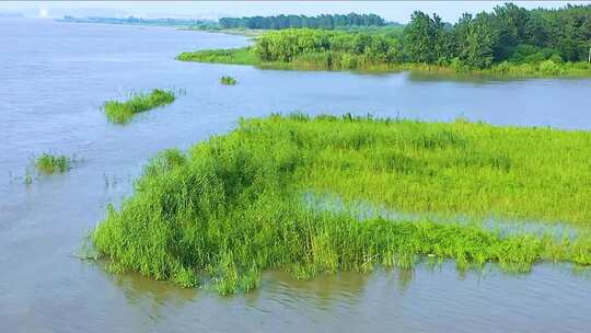 生态湿地 水草地 水中绿植 水边 湖边