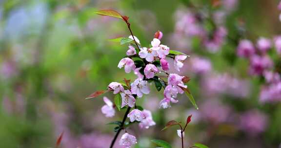 （慢镜）挂着雨滴的海棠花风中摇曳唯美治愈