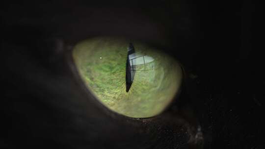 黑猫神秘的猫眼神眼睛特写对望看镜头纯黑色视频素材模板下载