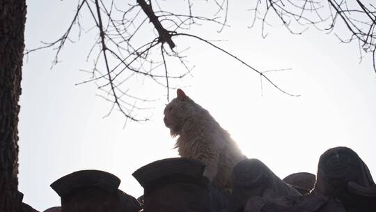 北京四合院胡同屋顶小猫流浪猫