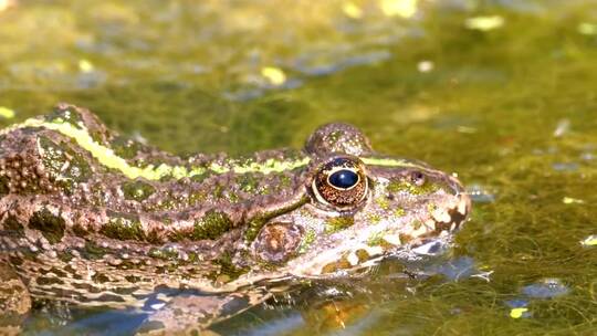 一只绿色的青蛙在沼泽地的水中闪烁