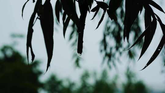 暴雨树叶水滴剪影水滴