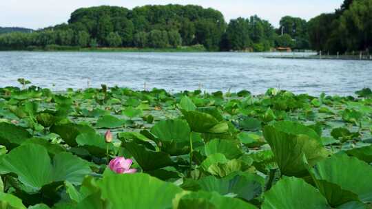 南京玄武湖公园夏日荷花荷叶湖水的风光