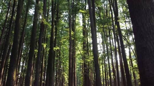 临安水原生态上森林航拍自然风景