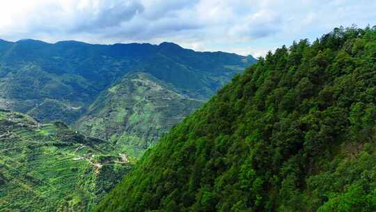 茶山 山川 云海 云南原始森林 大好河山