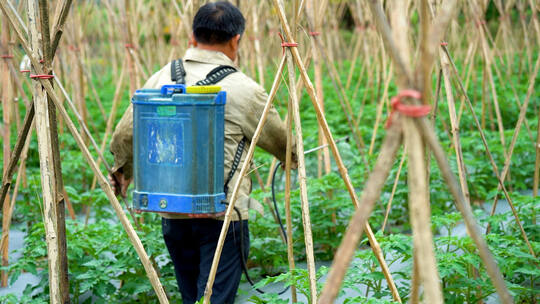 农民给庄稼喷洒农药田间劳作