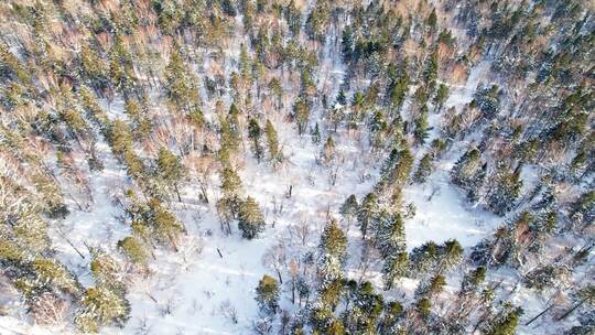 中国黑龙江大兴安岭雪原森林雪景航拍