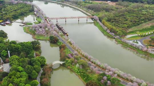 广州海珠湿地紫荆花