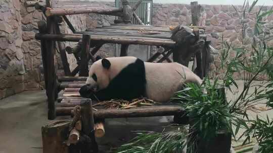 成都大熊猫繁育研究基地室内的大熊猫