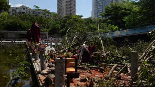 城市街道 树木砍伐痕迹