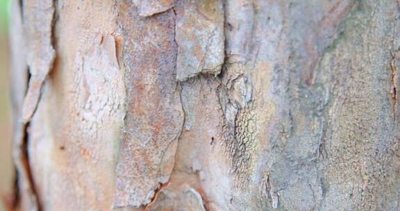树上的蚂蚁4K特写实拍