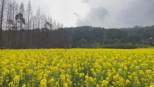 山林油菜花蜜蜂采蜜横移