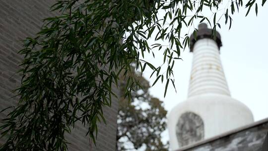 春季北京大觉寺的竹林白塔