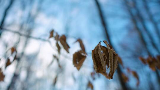 一棵树上的枯叶