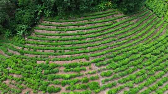 茶山茶园绿茶春茶茶叶