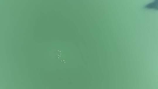 俯拍河面飞鸟河流绿色河水自然生态环境风景