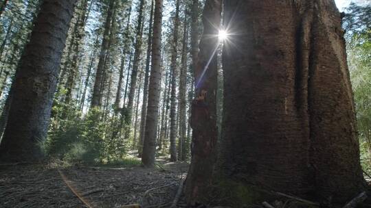 透过森林高大树木的阳光视频素材模板下载