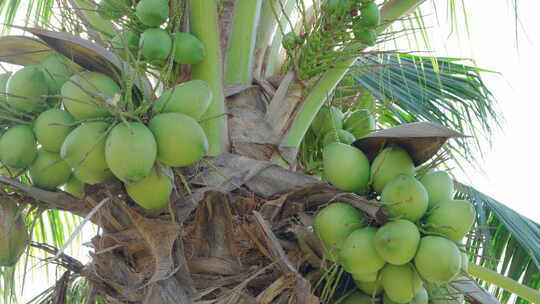 椰子 热带水果