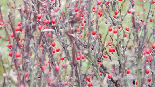 灌木丛结满红色的浆果