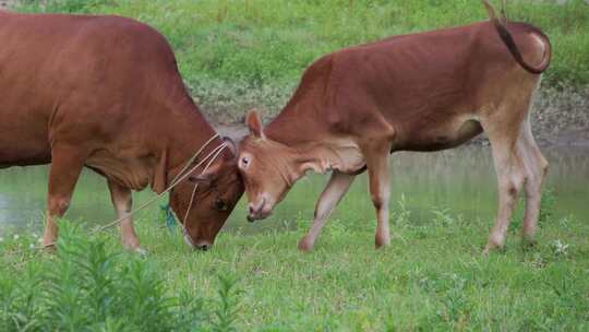 乡村风景，黄牛在河边草地上斗角嬉闹
