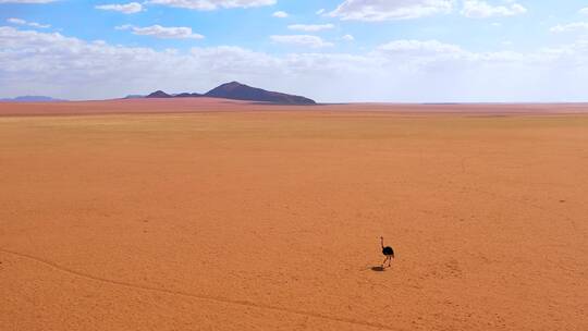 一只非常孤独的鸵鸟在纳米比亚纳米比亚纳米比亚沙漠的非洲平原上行走视频素材模板下载