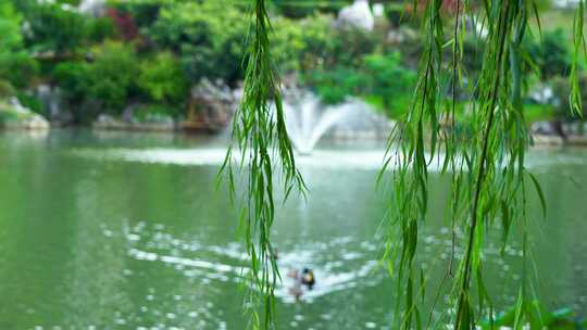 江南园林中式庭院池塘柳枝飘舞鸭子游泳风景