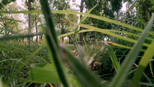 4K实拍第一视角低角度镜头从草丛中穿过