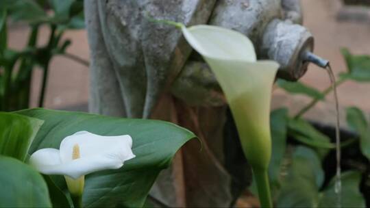 绽放的白色花朵 (3)