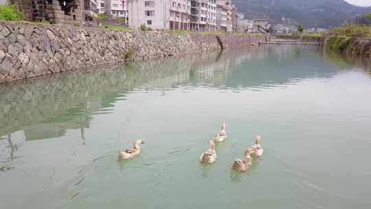 原始素材 小河鸭群