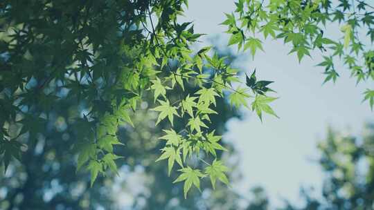 阳光树叶 万能空镜头