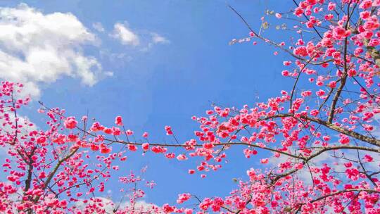 春天蓝天白云下的樱花