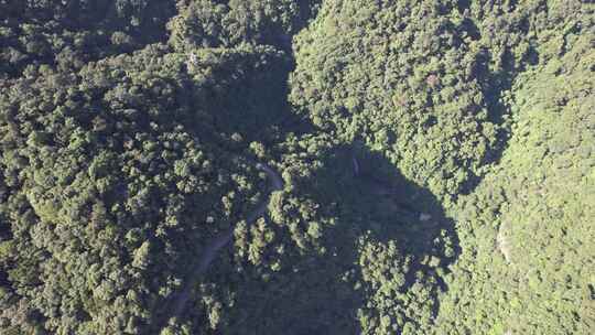 俯拍绿色植物森林天然氧吧鼎湖山航拍