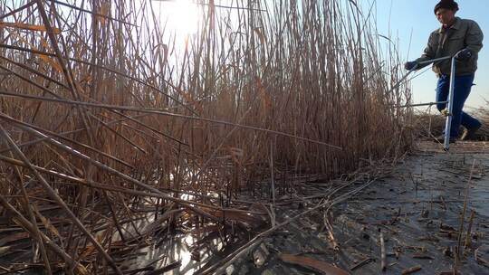 湿地 芦苇人工收割