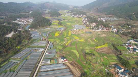 美丽乡村农业种植油菜花农田航拍