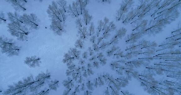 航拍雪原树林