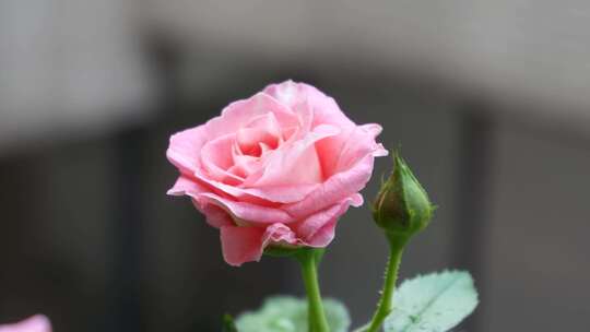 【自然】春天夏天粉红色盛开的月季蔷薇玫瑰