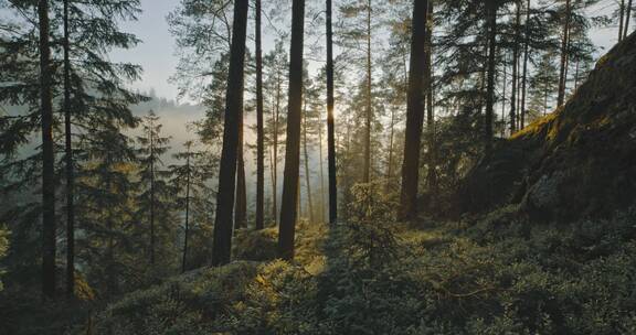 阳光照在森林植物上的镜头