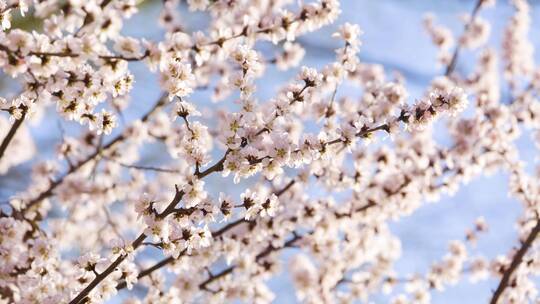 北京春季春天颐和园的山桃花