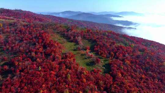 4K秋天五花山吉林东北秋景日出云海云雾逆光