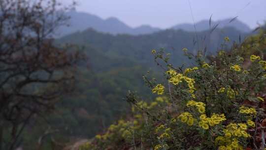 秋天霜降野外菊花