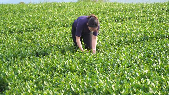 安溪采茶摘茶叶铁观音茶园采茶视频素材模板下载